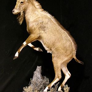 Nubian Ibex Full Mount Taxidermy