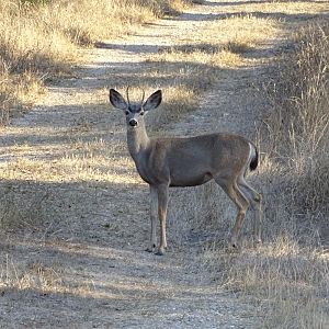 Blacktail Deer