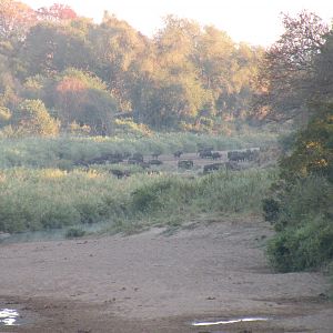 Buffalo  Herd