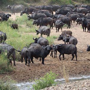 Herd of Buffalo Tanzania