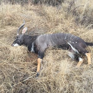 27" Inch Nyala Hunt South Africa