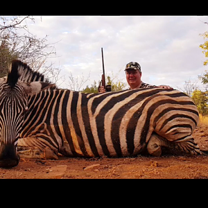 South Africa Burchell's Plain Zebra Hunting