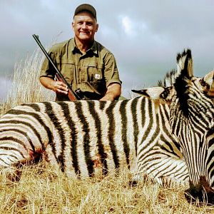 South Africa Burchell's Plain Zebra Hunting