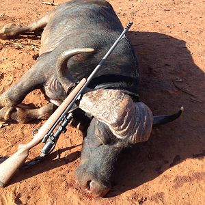 South Africa Cape Buffalo Hunt