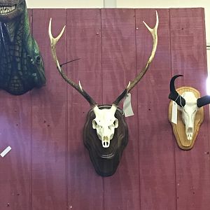 Sika Deer European Skull Mount Taxidermy