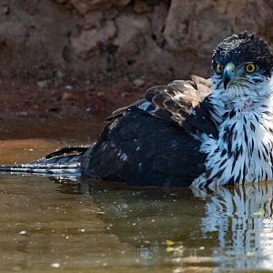 African Hawk South Africa