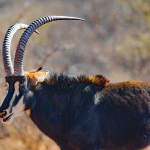 Sable Antelope in South Africa