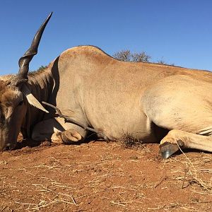 South Africa Hunting Eland