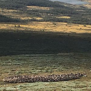 Herd of Reindeer Norway
