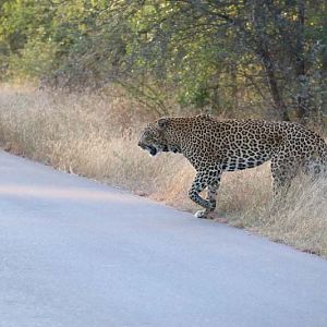 Leopard Touring & Sight-seeing
