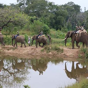 Elephant rides