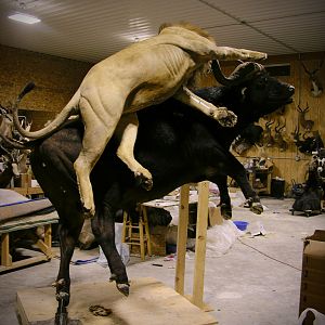 Behind The Scenes Lion & Cape Buffalo Full Mount Taxidermy