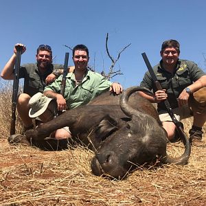 Cape Buffalo Cow Hunt South AFrica