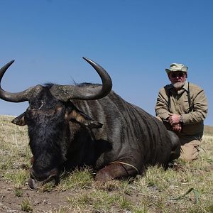 Blue Wildebeest South Africa Hunting