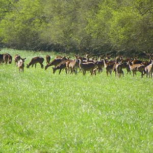 Argentina Axis deer