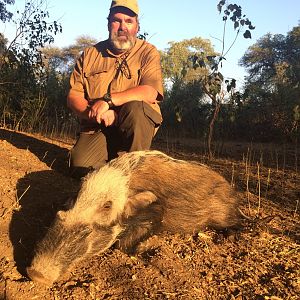 Bushpig Zimbabwe Hunt