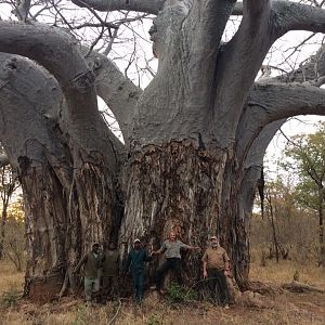 Boabab Tree Zimbabwe