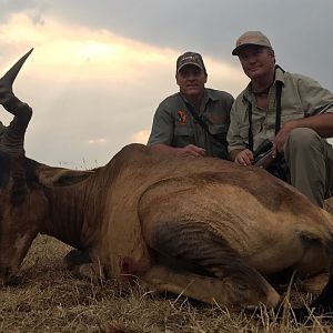 South Africa Red Hartebeest Hunt