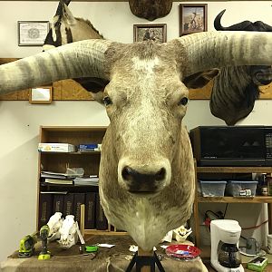 Texas Longhorn Shoulder Mount Taxidermy