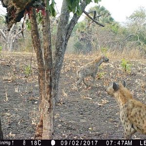 Trail Cam Tanzania Spotted Hyena