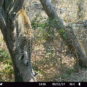 Leopard Trail Cam Tanzania