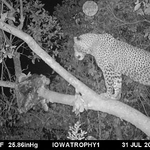 Tanzania Trail Cam Leopard