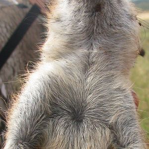 Hunt South Africa Meerkat