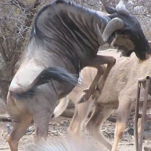 South Africa Blue Wildebeest Bow Hunting