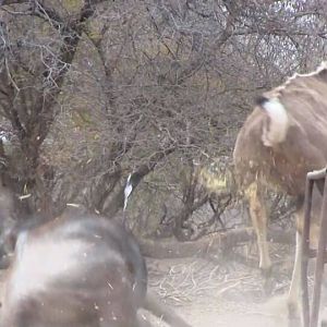 South Africa Blue Wildebeest Bow Hunting