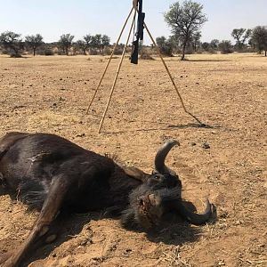 Hunting Gear & Black Wildebeest Trophy