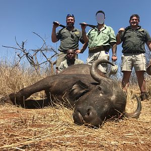 Buffalo Cow South Africa Hunt