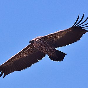 South Africa Vulture