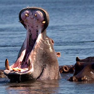 Hippo in the river