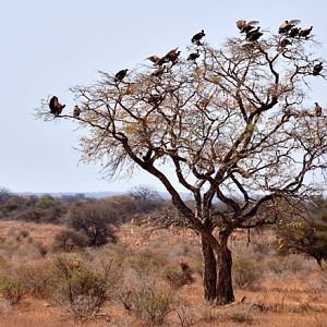 Vultures in a tree