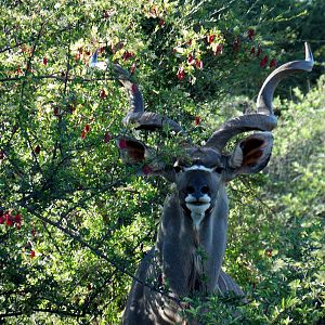 Beautiful Kudu bull