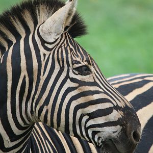 Burchell Zebra stallion