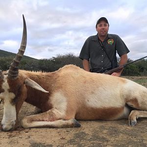 South Africa Yellow Blesbok Hunt