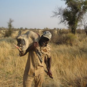 Warthog Namibia Hunt