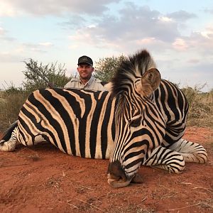 South Africa Burchell's Plain Zebra Hunting