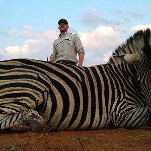 South Africa Burchell's Plain Zebra Hunting