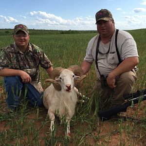 Hunting Texas Dall Sheep