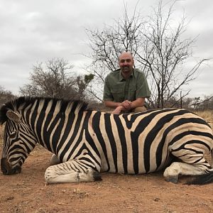 South Africa Burchell's Plain Zebra Hunting