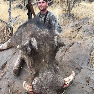 Warthog Namibia Hunting