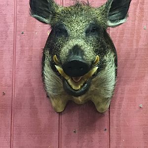 Boar Shoulder Mount Taxidermy