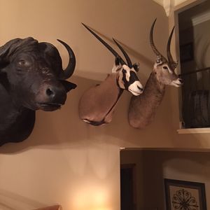 Trophies Shoulder Mount Taxidermy