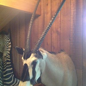 Gemsbok Shoulder Mount Taxidermy