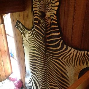 Hartmann's Mountain Zebra Back Skin Taxidermy
