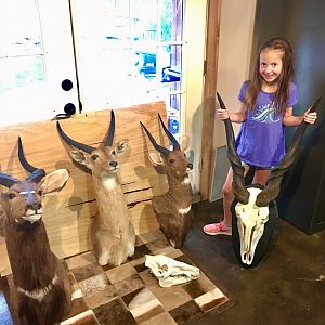 Shoulder Mount Trophies Taxidermy