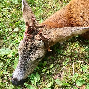 Unusual Roe Deer Hunting