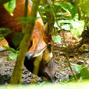 Bongo in Congo